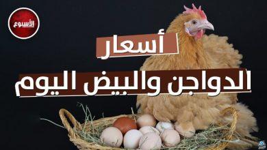 أسعار الدواجن والبيض اليوم الجمعة 22 نوفمبر 2024.. البلدي بـ 125 جنيها