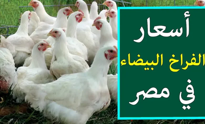 الكيلو بكام انهارده؟ سعر الفراخ البيضاء اليوم الأثنين 18 نوفمبر 2024 وأسعار الكتاكيت والبط في السوق المصري