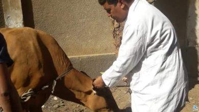 تحصين ما يزيد عن 227 ألف رأس ماشية ضد الحمي القلاعية في المنوفية