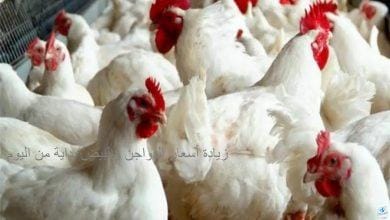 هنشتريها النهاردة بكام؟.. أسعار الدواجن اليوم الأحد 17 نوفمبر 2024