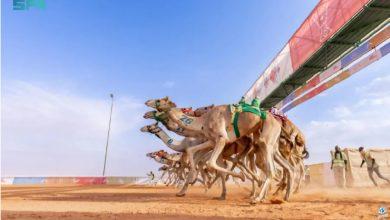 بأكثر من 320 شوطًا تنافسيًا..اختتام الفعاليات الثقافية لمهرجان الملك عبدالعزيز للإبل