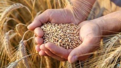 زراعة 23 ألف فدان قمح من الأصناف الأعلى إنتاجا
