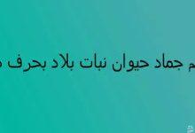 اكتشف روعة بلاد بحرف الضاد: رحلة عبر التاريخ والثقافة والهوية