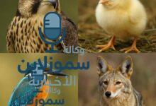 أشهر الحيوانات التي تبدأ بحرف الصاد وحقائق مذهلة عنها
