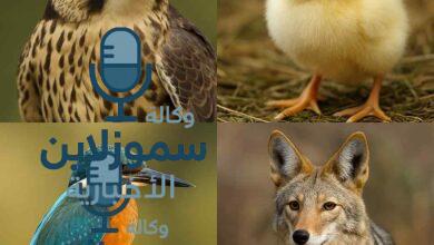 أشهر الحيوانات التي تبدأ بحرف الصاد وحقائق مذهلة عنها