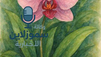 زهرة الاوركيد: أسرار الجمال الملكي للنبات الأكثر سحرًا في العالم